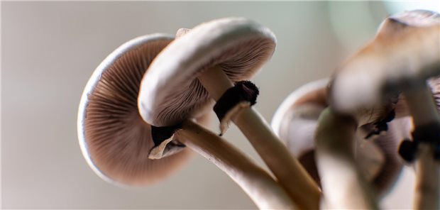 Psilocybinhaltige Pilze — der Effekt des Wirkstoffs bei Depressionen und Angststörungen wird zur Zeit erforscht.