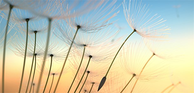 Mit Blütenstaub auf Verbrecherjagd Pusteblume im Sonnenlicht: Mit Pflanzenspuren gehen Forensiker auf die Spur der Täter.
