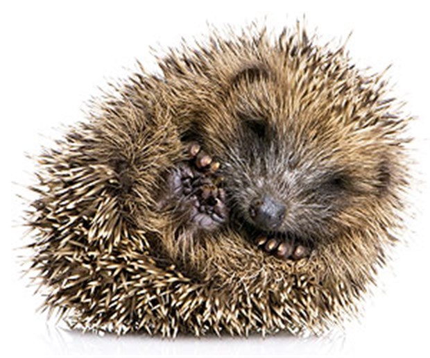 Noch läuft nicht alles rund Putziges Tierchen: der Igel.
