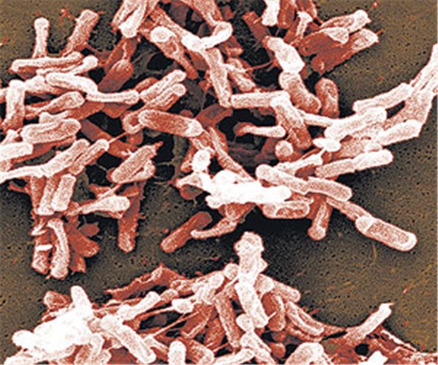 Probiotika können Clostridien-Diarrhö verhindern REM: C. difficile ist ein sporen- und toxinbildendes Stäbchenbakterium.