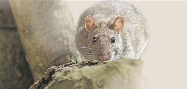 Großstadt-Ratten als Überträger multiresistenter Keime? Ratten: Seit Jahrhunderten als Krankheitsüberträger gefürchtet.