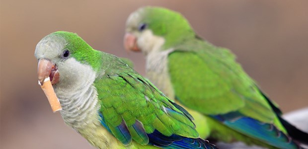 Warum Vögel Zigarettenkippen sammeln Rauchende Vögel: Ornithologen haben allerdings keine neue Art entdeckt.