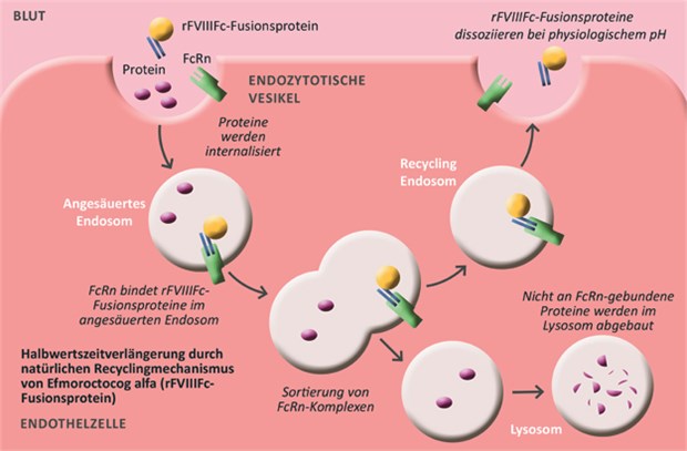 Recycling von Fc-Fusionsproteinen wie Efmoroctocog alfa: Die Bindung von rFVIIIFc-Fusionsprotein an den neonatalen Fc-Rezeptor (FcRn) verhindert, dass das Fc-Fusionsprotein abgebaut wird. rFVIIIFc steht damit länger zur Verfügung.