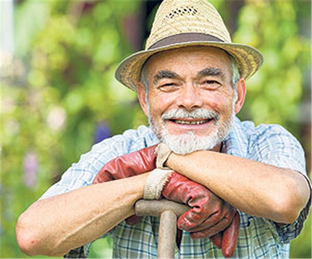 Wie alternde Männer schwach werden Regelmäßige Gartenarbeit bremst den Verlust an Muskelmasse im Alter.
