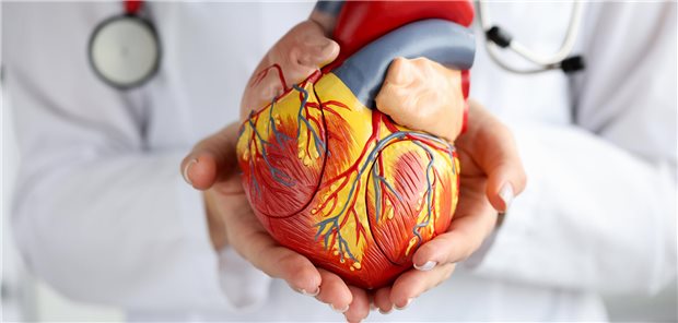 Ein Arzt erklärt seinem Patienten anhand eines anatomischen Modells des Herzens das chronische Koronarsyndrom und dessen Behandlungsmöglichkeiten.