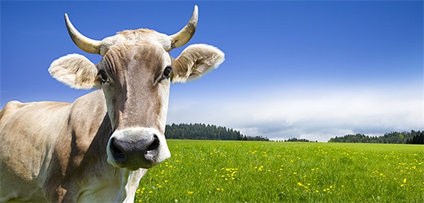 Stipendium soll Studierende früh fürs Landleben begeistern Reinste Landidylle: Das Programm "BeLA" soll junge Ärzte aufs Land bringen.