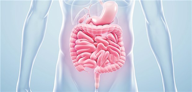 Reizdarm: Die Hyperpermeabilität des Darmepithels könnte mit einem Mangel an der Aminosäure L-Glutamin zusammenhängen.