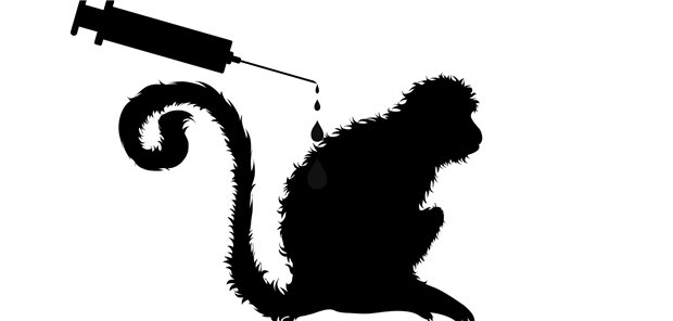 Totimpfstoff schützt Affen vor Coronavirus Rhesus-Affen eignen sich als Tiermodell für Impfstudien gegen das SARS-CoV-2.