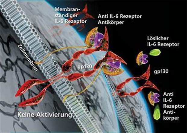RoACTEMRA® (lila) bindet an den membrangebundenen und den löslichen Interleukin-6-Rezeptor und hemmt so die Signalübertragung und die Wirkungen von IL-6. © Roche Pharma / Chugai Pharma