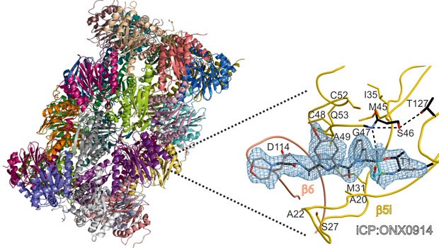 Sand ins Getriebe des Eiweißhäckslers Röntgenstrukturanalyse des Immunoproteasoms: Der Ausschnitt zeigt die Untereinheit b5i im Komplex mit dem spezifischen Inhibitor ONX0914.