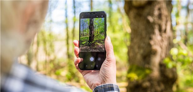 Was zwitschert und blüht da? Rolf Jantz, der zu der Community der „Naturgucker“ gehört, fotografiert mit einer App auf seinem Smartphone einen Baumstamm im Landkreis Celle, um den Baum zu bestimmen.