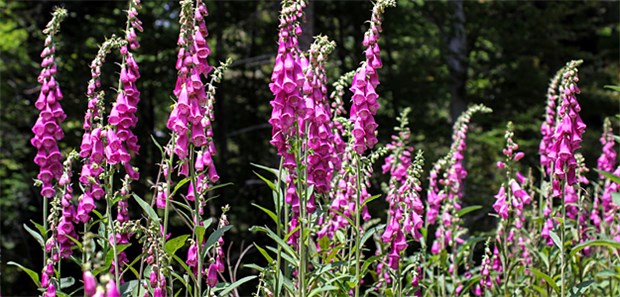 Digoxin gerät erneut unter bösen Verdacht Roter Fingerhut (Digitalis purpurea). Die Planze ist in der Volksmedizin schon seit langer Zeit als Mittel dgegen Wasseransammlung (Ödeme) bei Herzinsuffizienz bekannt.