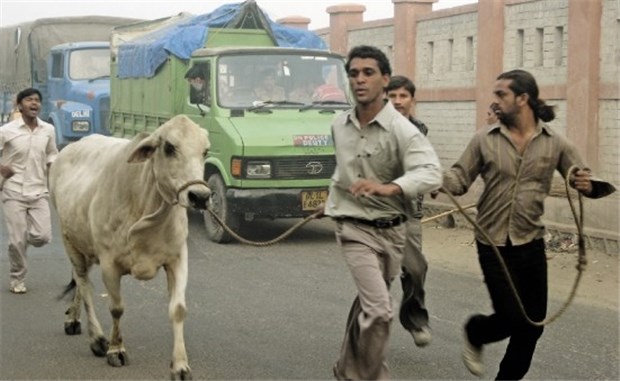 Indische "Cowboys" auf Kuhjagd Runter von der Straße, rein in den Stall: Mitarbeiter indischer Behörden in Neu Delhi fangen die heiligen Kühe ein.