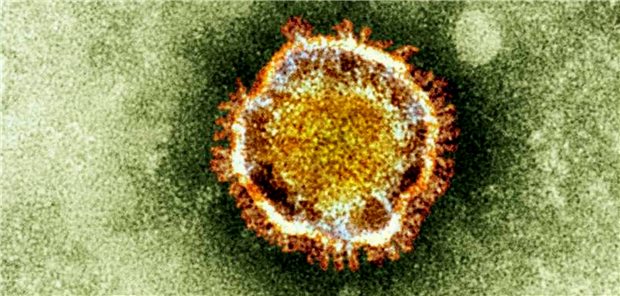SARS-CoV-2: Außer Lunge und Gefäßsystem befällt das Virus noch weitere Organe: Leber, Herz und vor allem die Nieren.