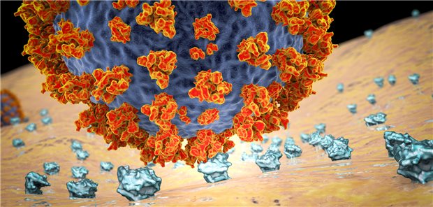 SARS-CoV-2 bindet sich mit dem Spikeprotein (rot-orange) an den ACE2-Rezeptor (hellblau) auf menschlichen Zellen und dringt darüber in die Gewebe ein.