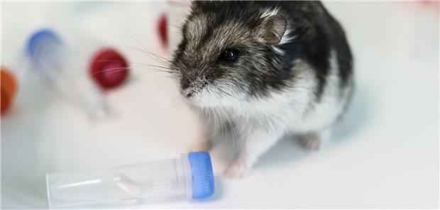 SARS-CoV-2-infizierter Hamster: EPs 7630 verbessert den Krankheitsverlauf. (Symbolbild)