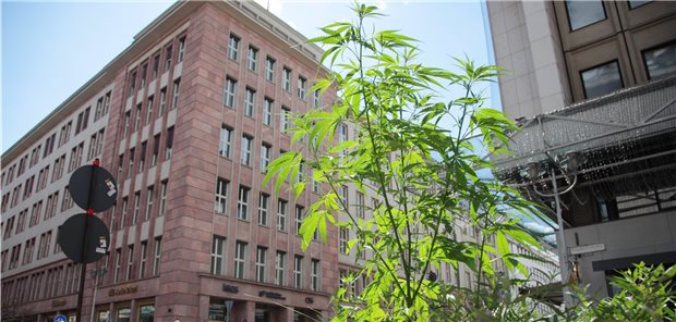 „Cannabis-Ampel“ bekommt Gegenwind SPD, Grüne und FDP liebäugeln mit der Liberalisierung des Umgangs mit Cannabis. Davon ungeachtet wuchs in Berlin auf der Friedrichstraße Ecke Taubenstrasse in einem Blumenkübel im August eine meterhohe Hanfpflanze.