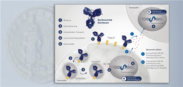 Sacituzumab Govitecan ist ein Antikörper-Wirkstoff-Konjugat, das über das Zelloberflächenantigen Trop-2 in die Tumorzelle gelangt. Das zytotoxisch wirksame SN-38 induziert im Zellkern die Apoptose.