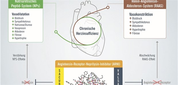 Sacubitril/Valsartan hemmt das Enzym Neprilysin und den Angiotensin-II-Rezeptor. Dadurch werden die bei Herzinsuffizienz vorteilhaften Wirkungen des natriuretischen Peptid-Systems verstärkt und die RAAS-Effekte vermindert.