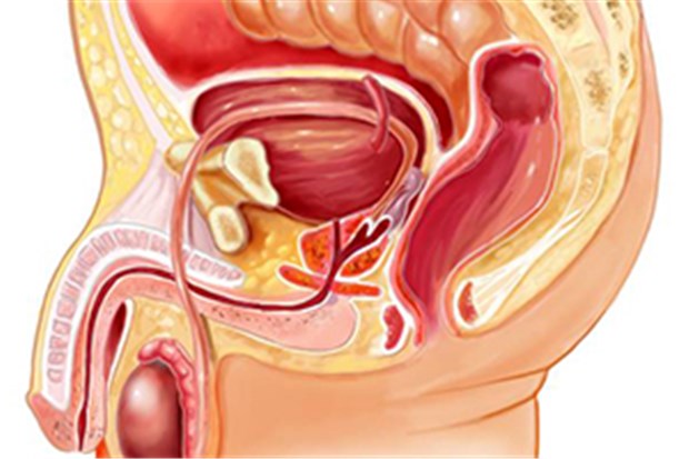 Urologen reparieren Harnröhre mit Zellen aus der Blase Sagitalschnitt durch den männlichen Unterleib.