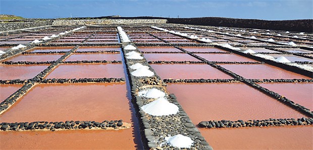 Die Urform des Sehens aus dem Salztümpel Salinen auf Fuerteventura, rot gefärbt durch Halobacterium salinarum.