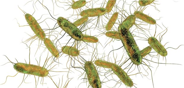 Salmonellen-Bakterien: Im Jahr 2017 hatten sich 44 Prozent der an Typhus oder Parathyphus erkrankten Europäer in Indien und 22 Prozent in Pakistan infiziert.