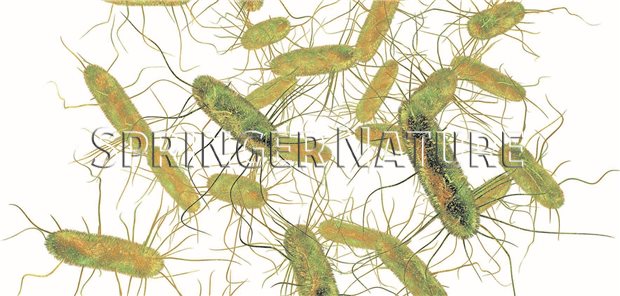 Zoonosen und lebensmittelbedingte Krankheitsfälle unter