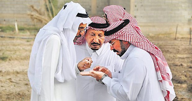 Bio-Bauern in der Wüste Saudische Ökofarmer inspizieren gemeinsam auf einer Farm in der Region Qassim Pflanzenteile.