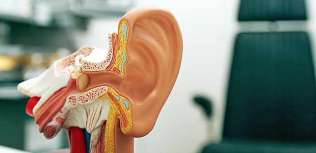 Innere Haarzellen sind die Übeltäter Schau mit in die Ohren.
