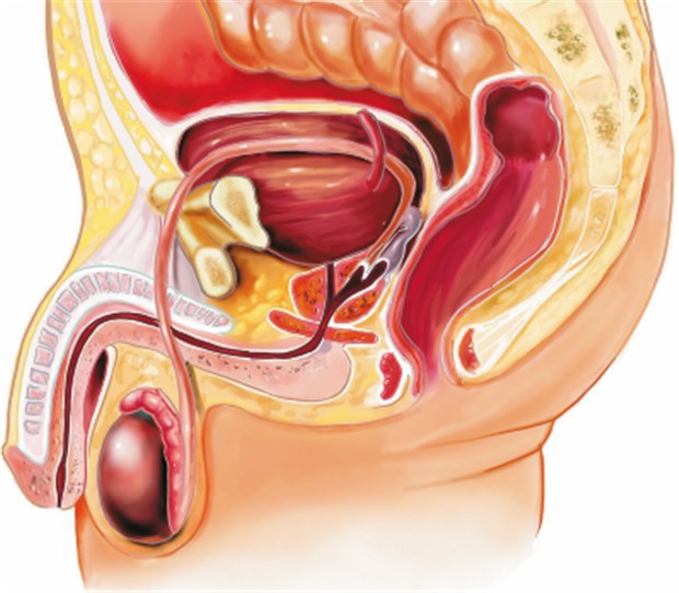 Ein Stent gegen erektile Dysfunktion? Schema des männlichen Urogenitaltraktes.