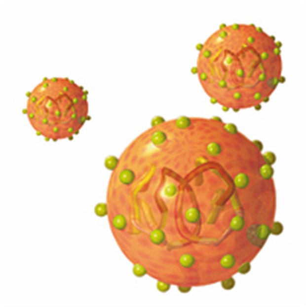 50 Substanzen gegen Hepatitis C befinden sich in klinischer Prüfung Schema eines Hepatitis-C-Virus.