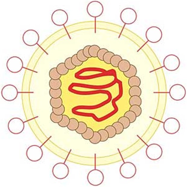 Zwei Projekte sollen Influenzaforschung voranbringen Schema eines Influenza-Virus mit Genom.
