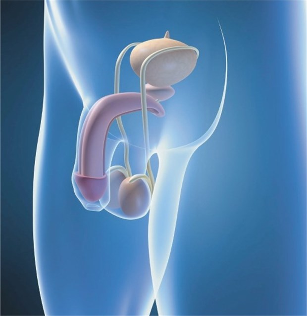 US-Empfehlung: Prostatakrebsvorsorge mit PSA-Test - auf individueller Basis Schema eines Teils des Urogenitaltrakts des Mannes.