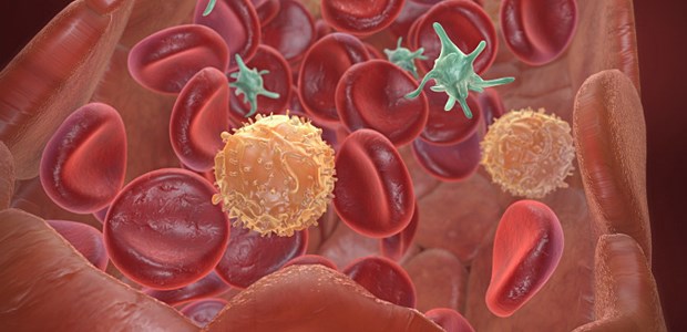Schematische Darstellung der Thrombozyten (grün) in der Zirkulation.