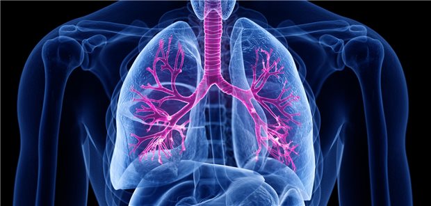 Schematische Darstellung einer Lunge