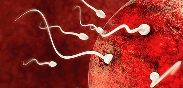 Werden europäische Männer immer unfruchtbarer? Schematische Darstellung von Spermien an einer Eizelle: Steckt die westliche Welt in einer Spermienkrise?