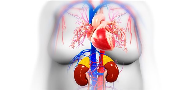 Schematische Innen-Darstellung des menschlichen Körpers.