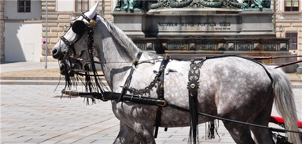 Scheuklappen schränken das Sichtfeld ein, nicht nur bei diesen Pferden in einer wunderbaren Stadt, sondern auch diskursiv.