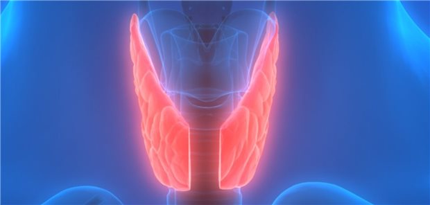 Schilddrüse im Fokus: Höhere Konzentrationen des freien Tyroxins (FT4) fielen bei Patienten mit Takotsubo-Syndrom auf.