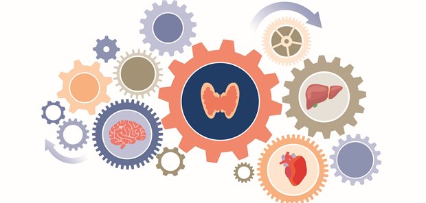 Schilddrüsenhormone entfalten ihre Wirkung über organspezifische Regulationsmechanismen.