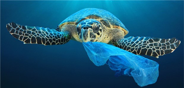 Supermärkte schaffen Plastik-Geschirr ab Schildkröten halten Plastikmüll manchmal fälschlicherweise für Quallen, die sie gerne essen.
