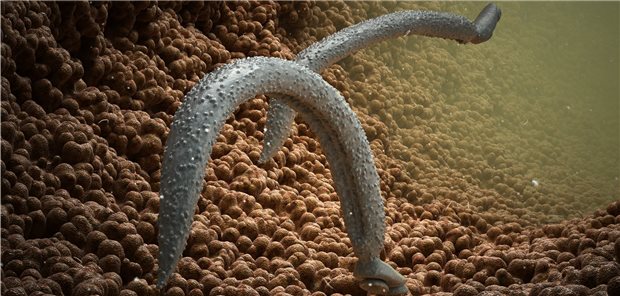 Schistosoma mansoni: Eine chronische Infektion mit dieser Schistosoma-Art kann eine Leberfibrose und portale Hypertension hervorrufen.