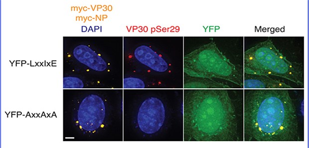 Forscher stoppen Ebola-Virus-Vermehrung Schleust man in Zellen eine künstliche Kontaktstelle ein, die anstelle des Nukleoproteins an der zelleigenen Phosphatase andockt, so behält VP30 seine Phosphat-Anhängsel (rot gefärbt).