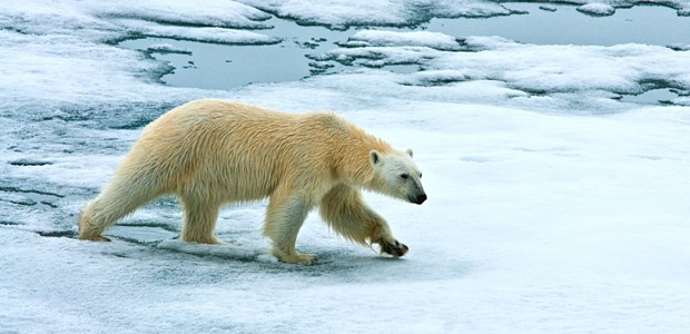 Was die Erderwärmung mit unserer Gesundheit macht Schmelzendes Eis: Der Klimawandel macht nicht nur den Tieren zu schaffen.