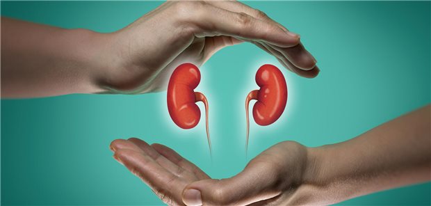 Zwei Hände umrunden schützend zwei Nieren