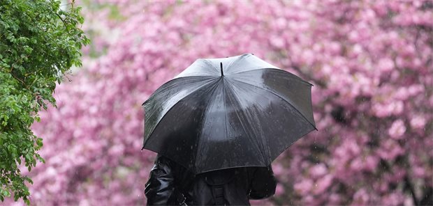 Ein Passant geht im strömenden Regen an einer blühenden Zierkirsche vorbei.