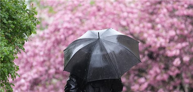 Mann mit schwarzem Regenschirm in einem Park voller Kirschblüten.