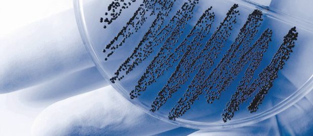 Seid vorsichtig mit Antibiotika Schwarze Gefahr: Bakterienkultur.
