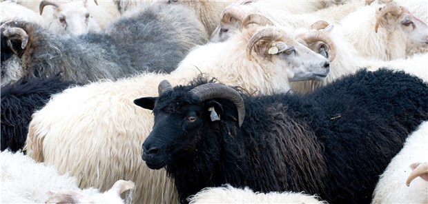 Schwarze Schafe oder nur geltendes Recht genutzt? Über die Methoden kooperierender Ärzte und Apotheker gibt es im Norden derzeit unterschiedliche Sichtweisen.