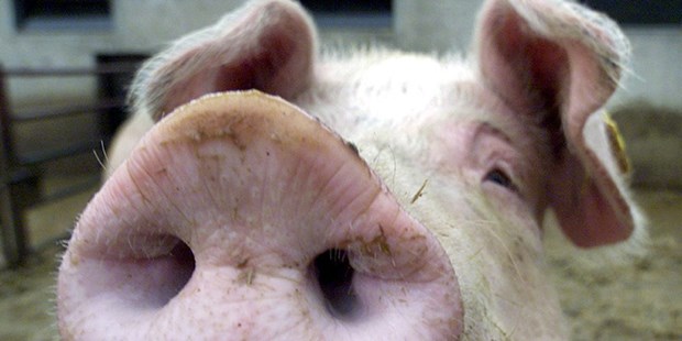 Warnung vor Import aus der Ukraine Schwein (aus dem Archiv): Die Afrikanische Schweinepest hat sich in die Ukraine ausgebreitet.